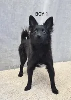 Boy 1, a male Chihuahua and Pomeranian for sale in Plainfield, IN – 1 of 1