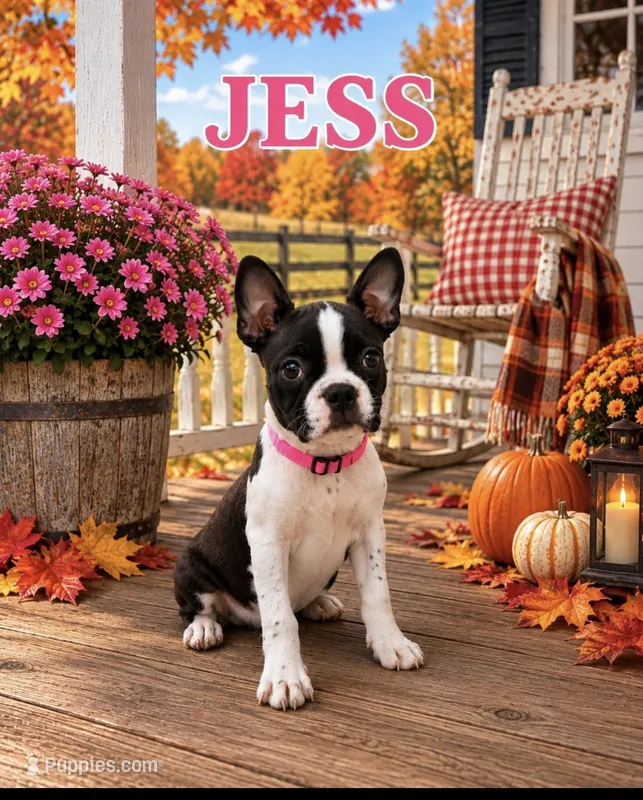 Jess – Boston Terrier puppy for sale in Plainfield, IN