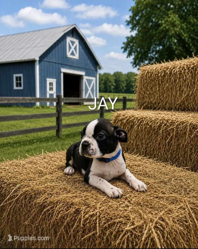 Jay – Boston Terrier puppy for sale in Plainfield, IN