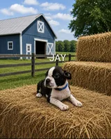 Jay, a male Boston Terrier for sale in Plainfield, IN – 1 of 1