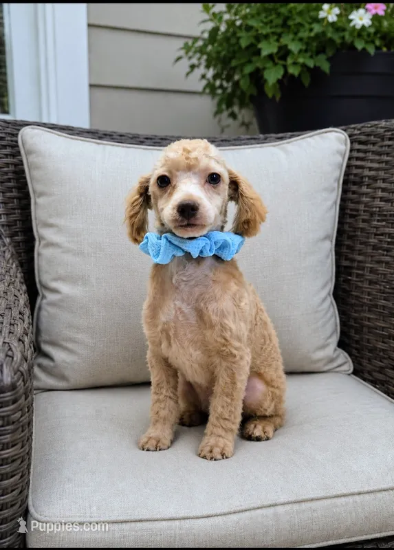 Boy 1 – Poodle - Miniature  puppy for sale in Plainfield, IN