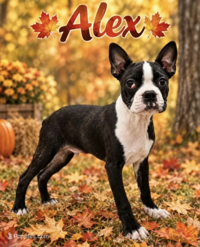 Alex – Boston Terrier puppy for sale in Plainfield, IN