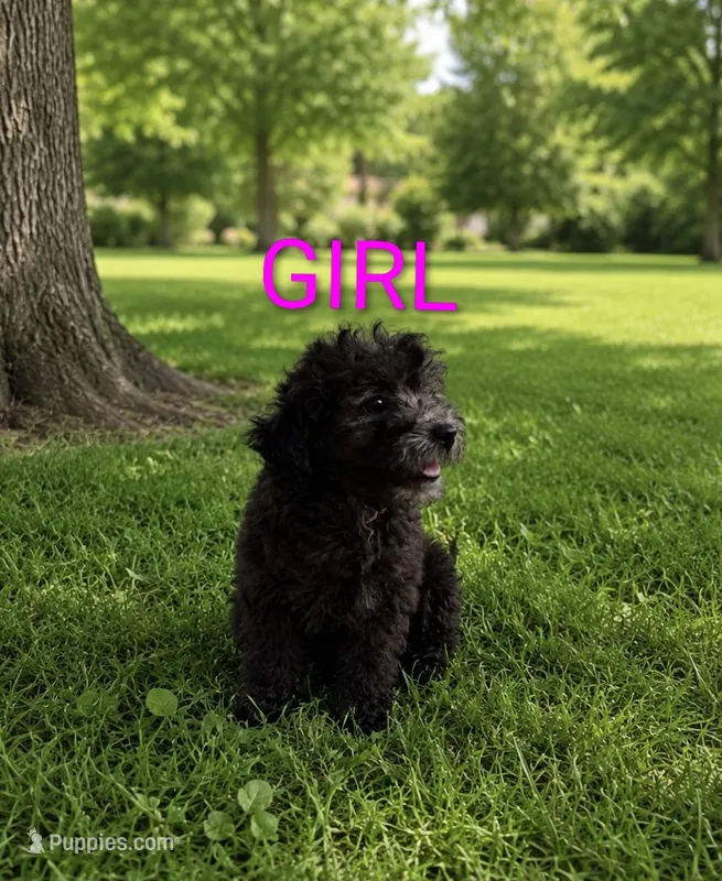 Girl 3 – Poodle - Miniature  puppy for sale in Plainfield, IN