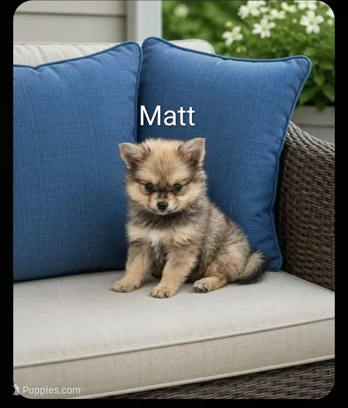 Matt – Pomeranian puppy for sale in Plainfield, IN