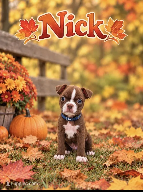 Nick – Boston Terrier puppy for sale in Plainfield, IN