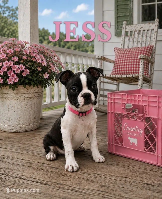 Jess – Boston Terrier puppy for sale in Plainfield, IN