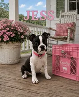 Jess, a female Boston Terrier for sale in Plainfield, IN – 1 of 1