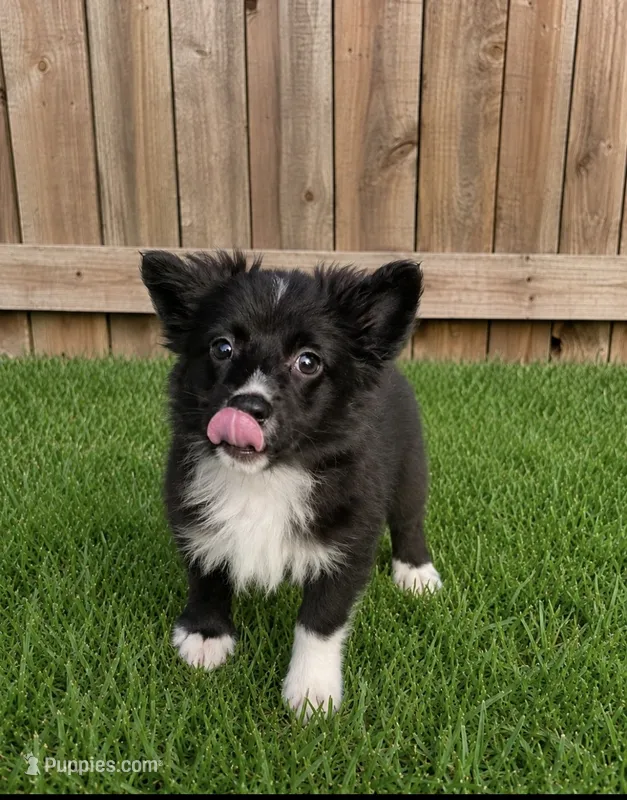 Lucy – Miniature Australian Shepherd puppy for sale in Plainfield, IN