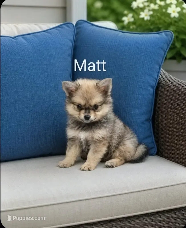 Matt – Pomeranian puppy for sale in Plainfield, IN