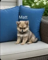 Matt, a male Pomeranian for sale in Plainfield, IN – 1 of 1