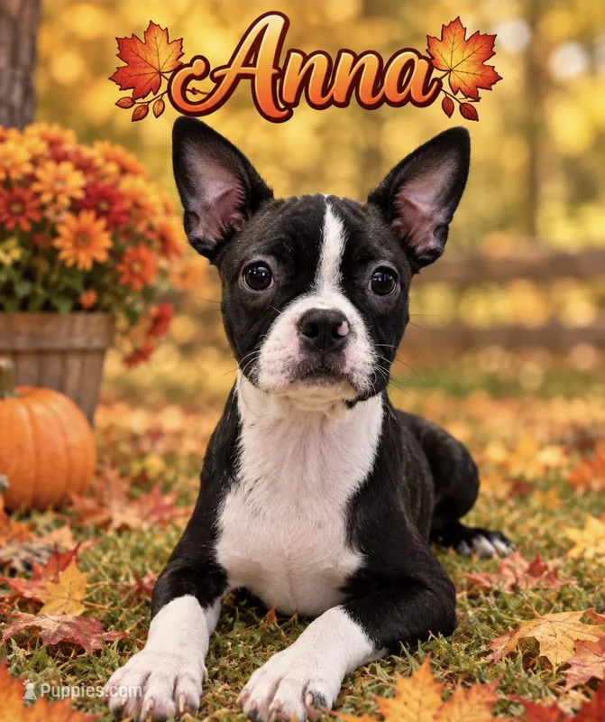 Anna – Boston Terrier puppy for sale in Plainfield, IN
