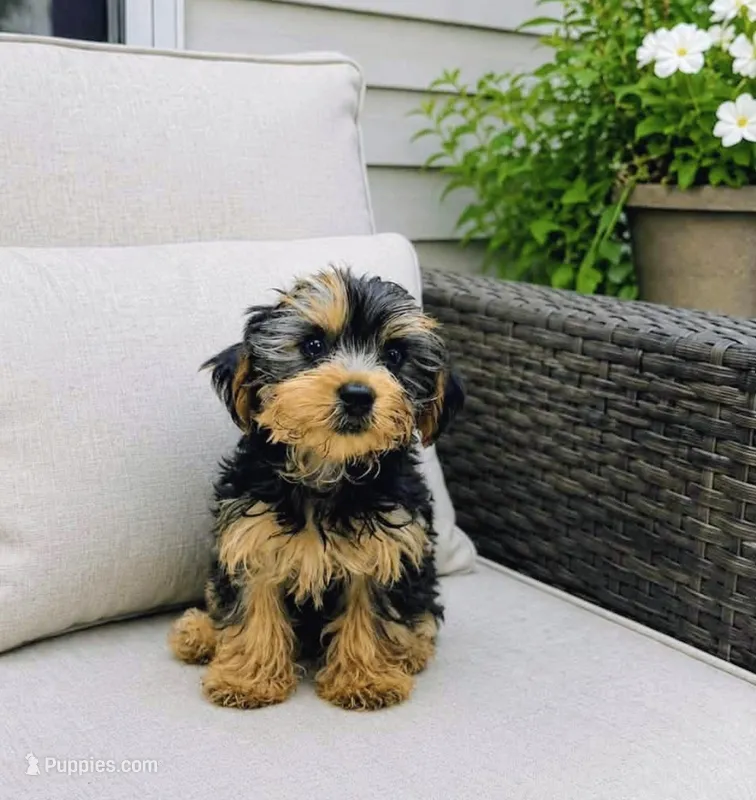 Boy 2 – Yorkshire Terrier puppy for sale in Plainfield, IN