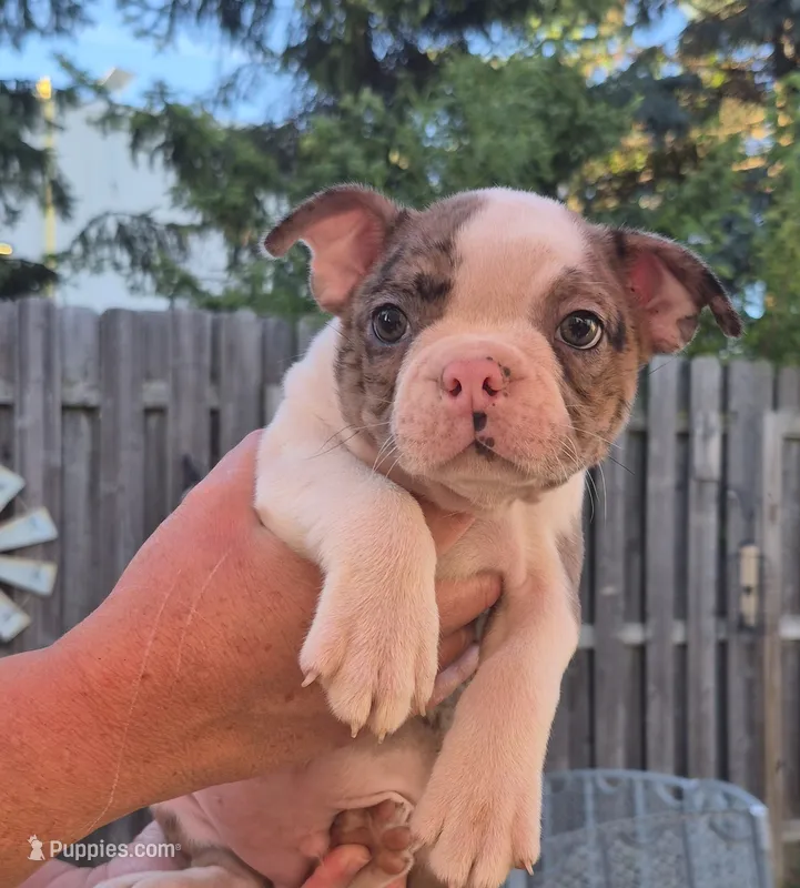 Merle boy – Boston Terrier puppy for sale in Plainfield, IN
