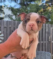 Merle boy, a male Boston Terrier for sale in Plainfield, IN – 1 of 2