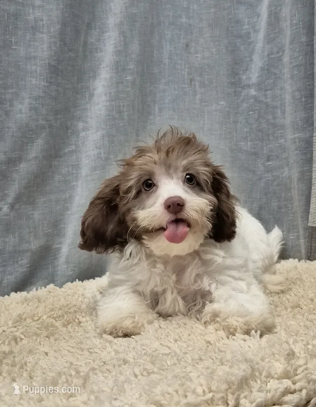 Roy – Havanese, Poodle - Miniature  puppy for sale in Plainfield, IN