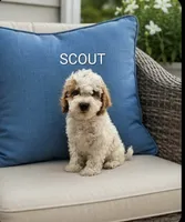 Scout, a male Cocker Spaniel and Poodle - Miniature  for sale in Plainfield, IN – 1 of 1