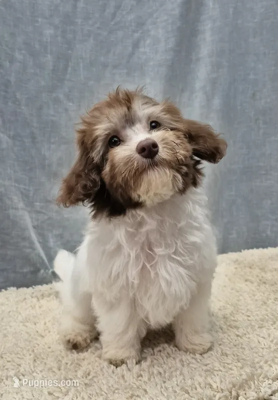 Rex – Havanese, Poodle - Miniature  puppy for sale in Plainfield, IN