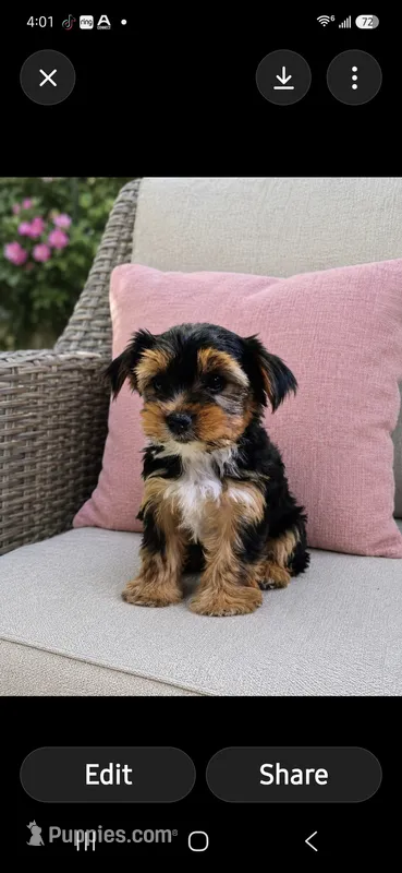Girl 1 – Yorkshire Terrier puppy for sale in Plainfield, IN