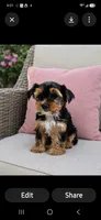 Girl 1, a female Yorkshire Terrier for sale in Plainfield, IN – 1 of 1