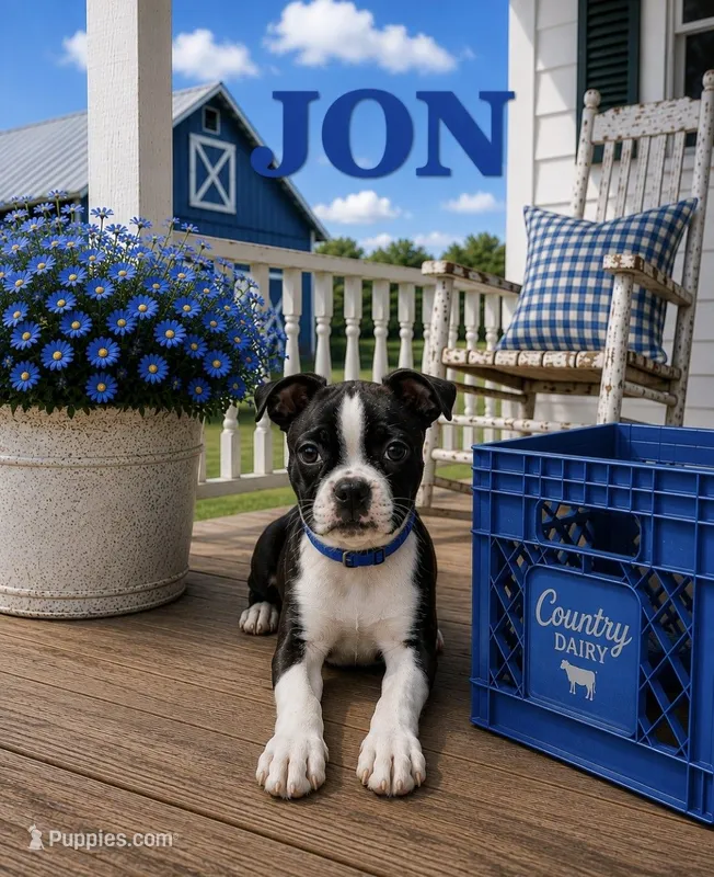 Jon – Boston Terrier puppy for sale in Plainfield, IN
