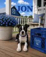 Jon, a male Boston Terrier for sale in Plainfield, IN – 1 of 1