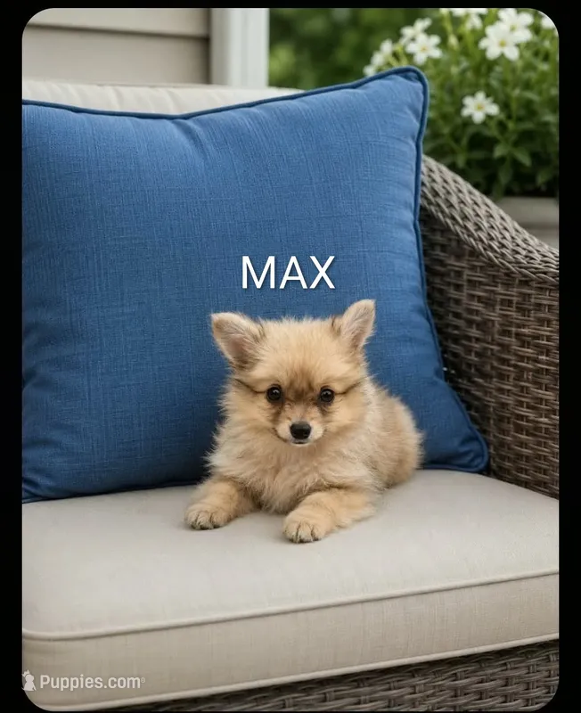 Max – Pomeranian puppy for sale in Plainfield, IN