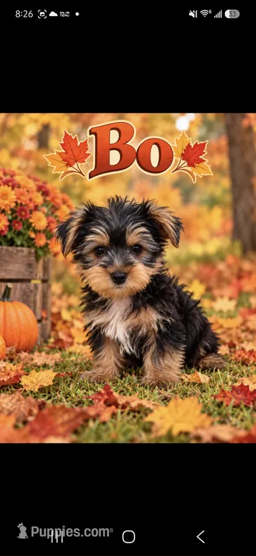 Bo – Yorkshire Terrier puppy for sale in Plainfield, IN