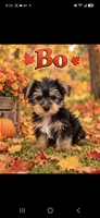 Bo, a male Yorkshire Terrier for sale in Plainfield, IN – 1 of 1