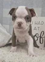 Chris, a male Boston Terrier for sale in Plainfield, IN – Photo 2 of 2