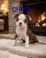 Chris, a male Boston Terrier for sale in Plainfield, IN – Photo 1 of 2