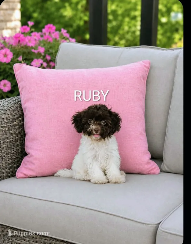 Ruby – Havanese, Poodle - Miniature  puppy for sale in Plainfield, IN