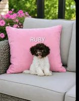 Ruby, a female Havanese and Poodle - Miniature  for sale in Plainfield, IN – 1 of 1