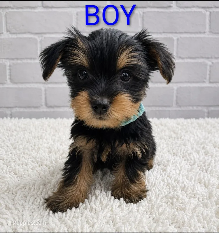 Boy 2 – Yorkshire Terrier puppy for sale in Plainfield, IN