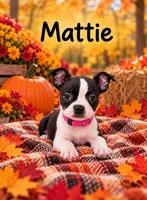 Mattie, a female Boston Terrier for sale in Plainfield, IN – 1 of 1