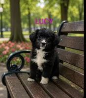 Lucy, a female Miniature Australian Shepherd for sale in Plainfield, IN – 1 of 1