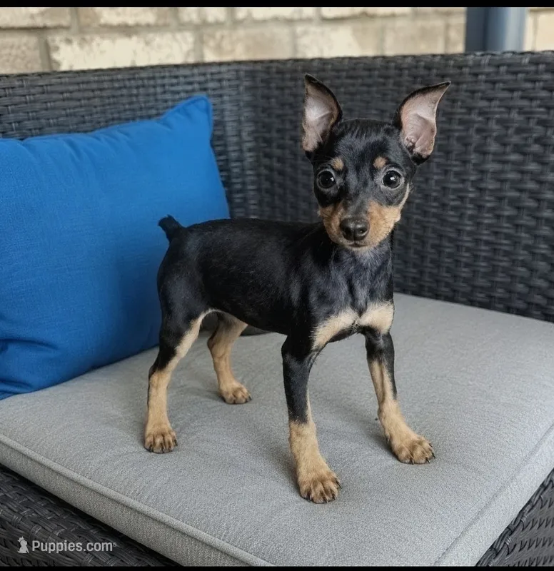 Min pin 1 – Miniature Pinscher puppy for sale in Plainfield, IN