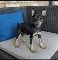 Min pin 1, a male Miniature Pinscher for sale in Plainfield, IN – 1 of 1
