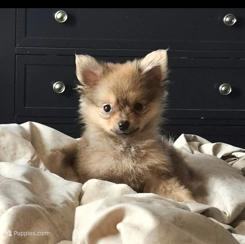 Pom – Pomeranian puppy for sale in Plainfield, IN