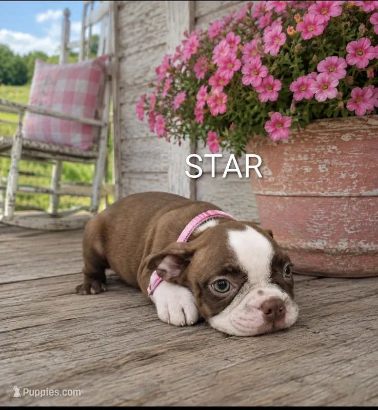 Star – Boston Terrier puppy for sale in Plainfield, IN