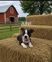 June, a female Boston Terrier for sale in Plainfield, IN – 1 of 1