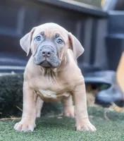 Mocha, a female American Bully for sale in Atlanta, GA – Photo 5 of 6