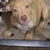 Sunshine, a female American Bully for sale in Atlanta, GA – Photo 2 of 6