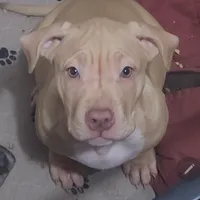 Sunshine, a female American Bully for sale in Atlanta, GA – Photo 1 of 6