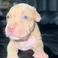 Sunshine, a female American Bully for sale in Atlanta, GA – Photo 6 of 6