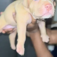 Sunshine, a female American Bully for sale in Atlanta, GA – Photo 5 of 6