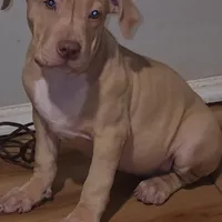 Sunshine, a female American Bully for sale in Atlanta, GA – Photo 3 of 6