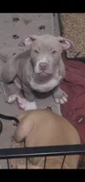 Prince Charming , a male American Bully for sale in Atlanta, GA – Photo 4 of 5