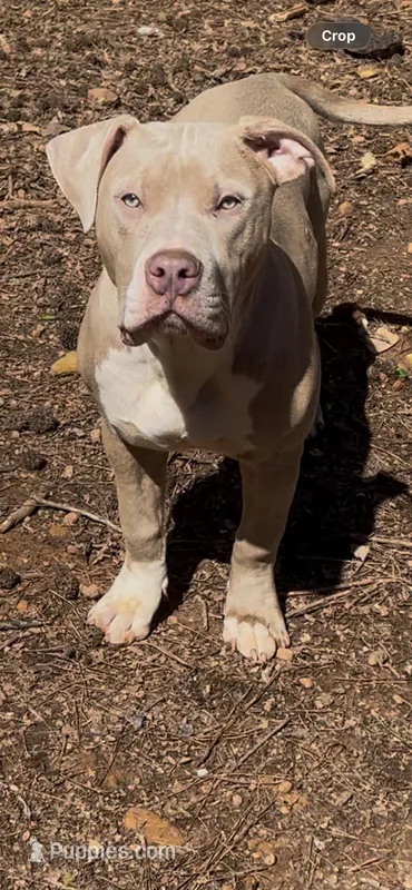 Prince Charming  – American Bully puppy for sale in Atlanta, GA