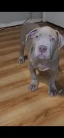 Sir charles, a male American Bully for sale in Atlanta, GA – Photo 3 of 7