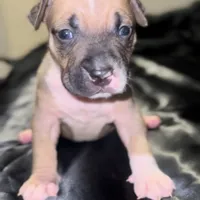 Zoey, a female American Bully for sale in Atlanta, GA – Photo 5 of 5